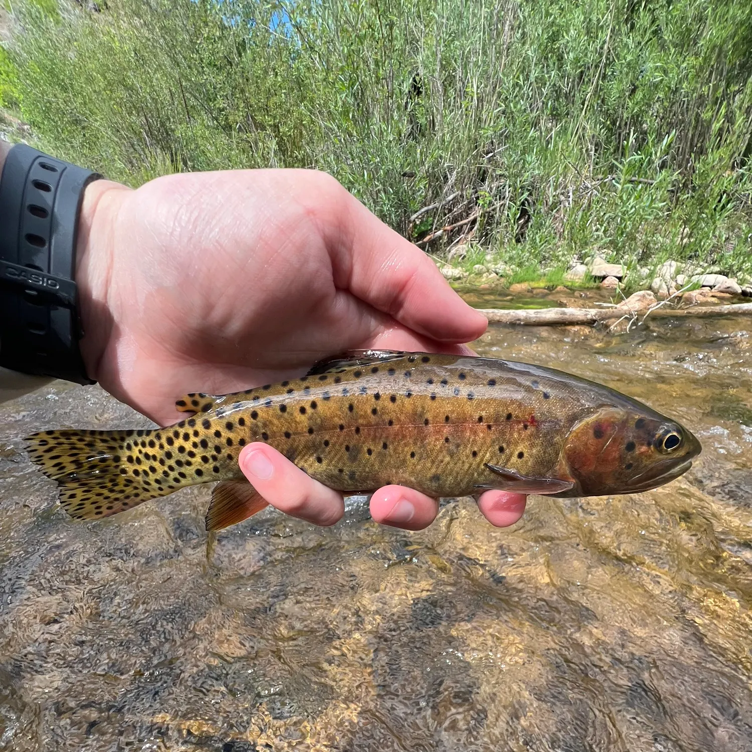 recently logged catches