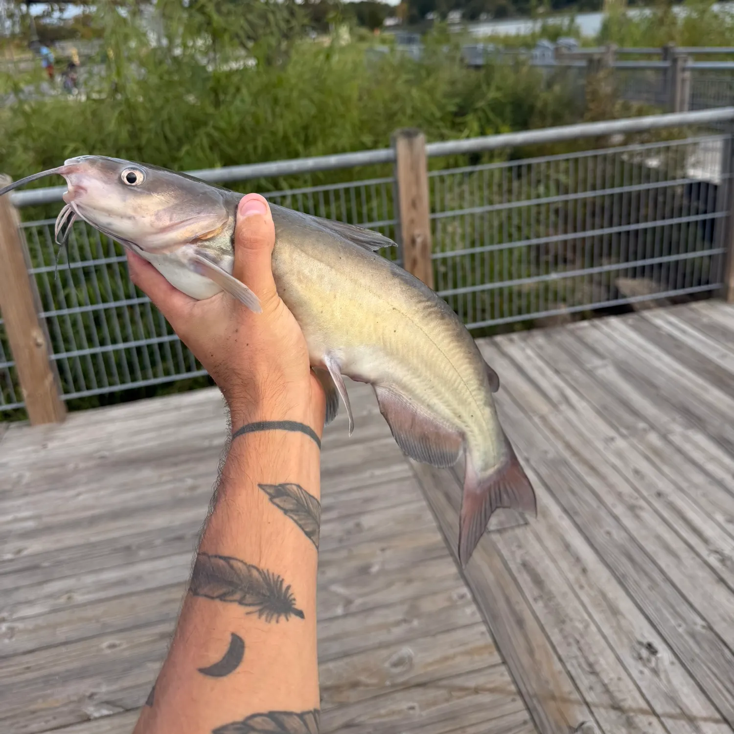 Channel catfish caught on Fishbrain