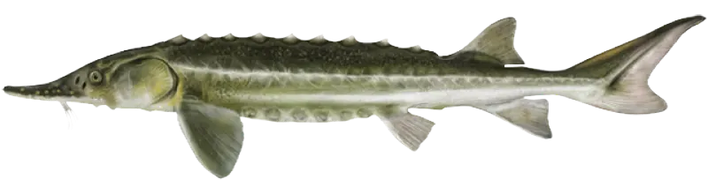 Green sturgeon