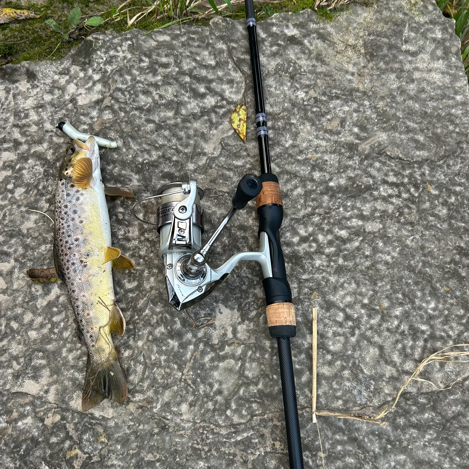 Brown trout caught on Fishbrain