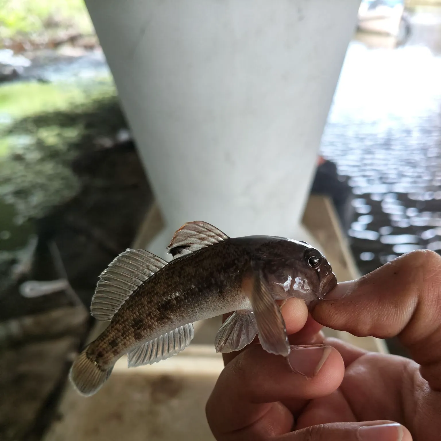The most recent Round goby catches on Fishbrain