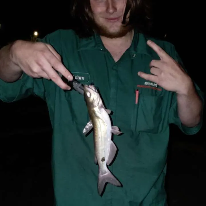 Channel catfish caught on Fishbrain