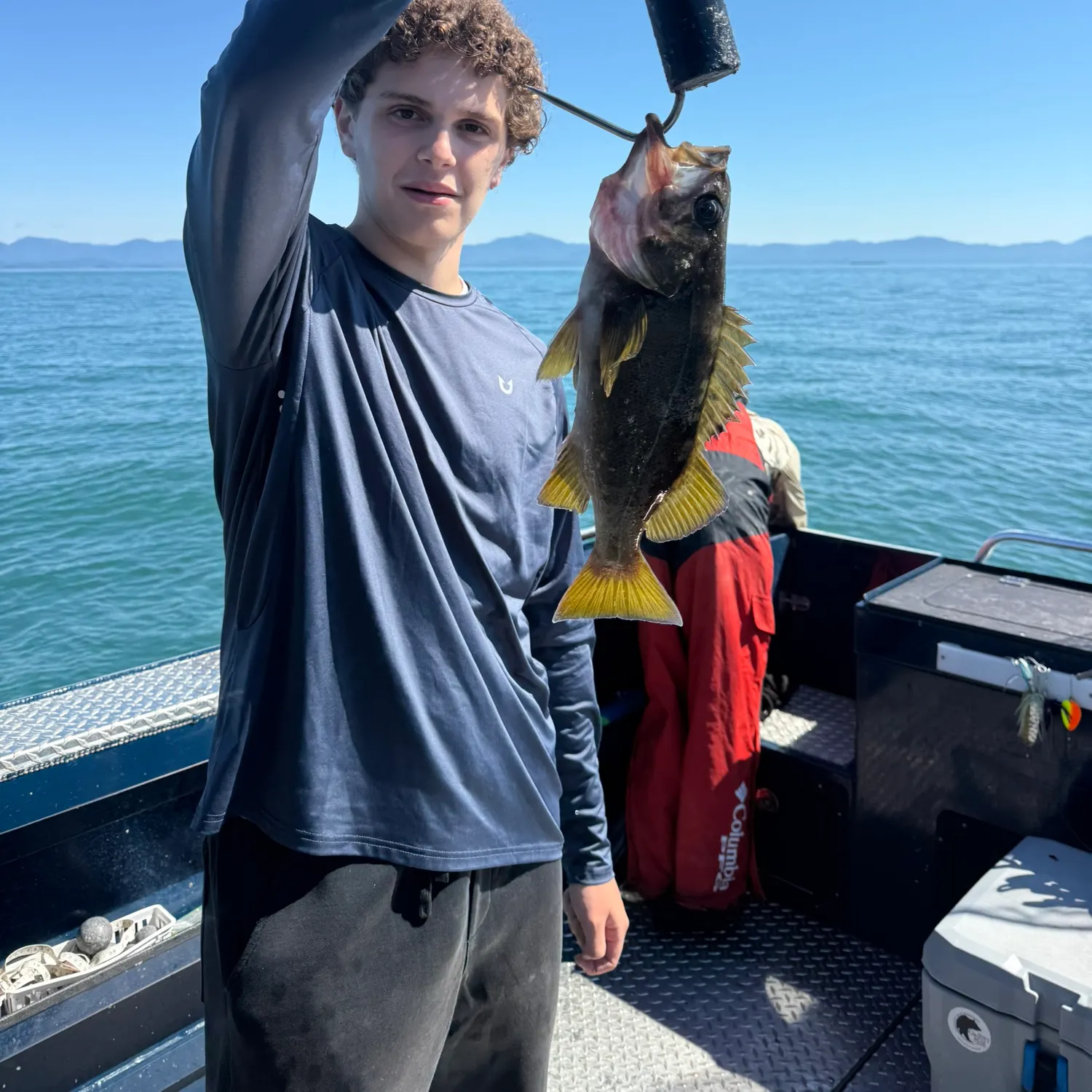 The most recent Yellowtail rockfish catches on Fishbrain