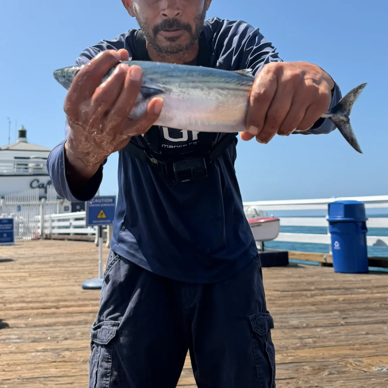 The most recent Striped bonito catches on Fishbrain