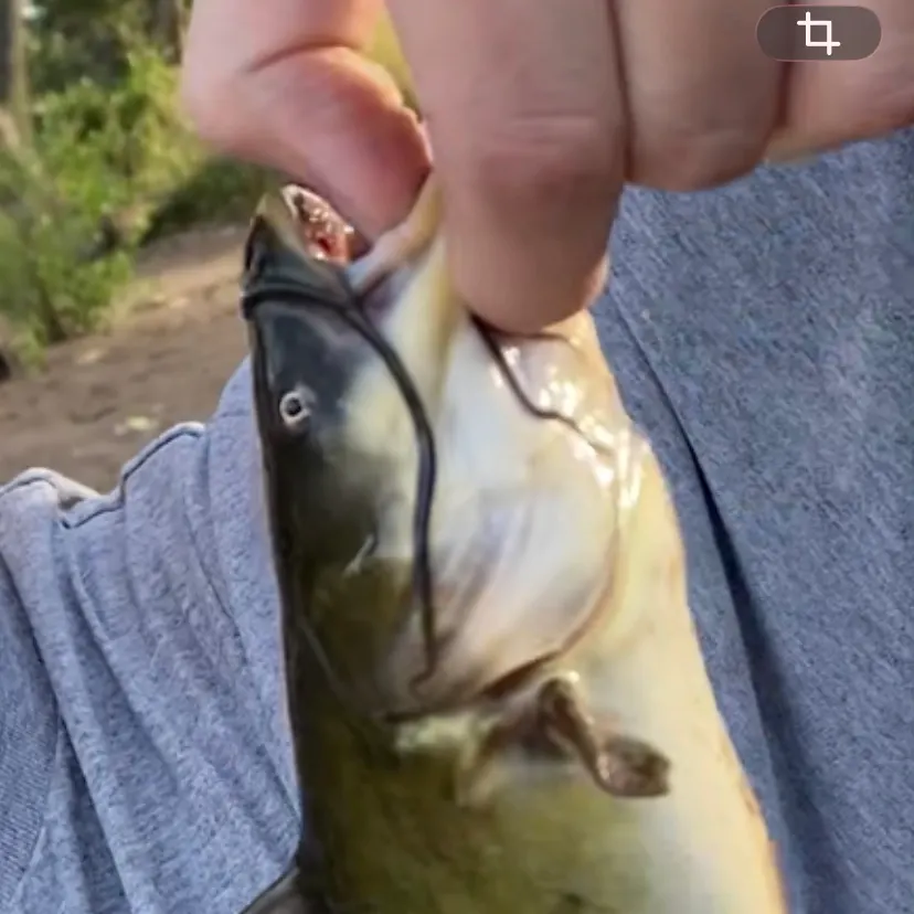 Yellow bullhead caught on Fishbrain