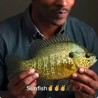 Common dolphinfish caught on Fishbrain