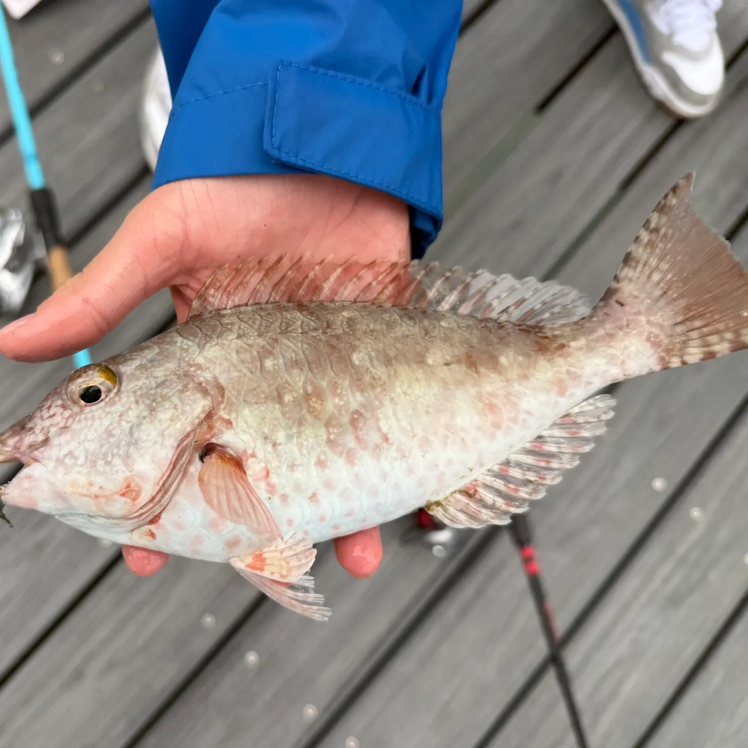 The most recent Redtail parrotfish catches on Fishbrain