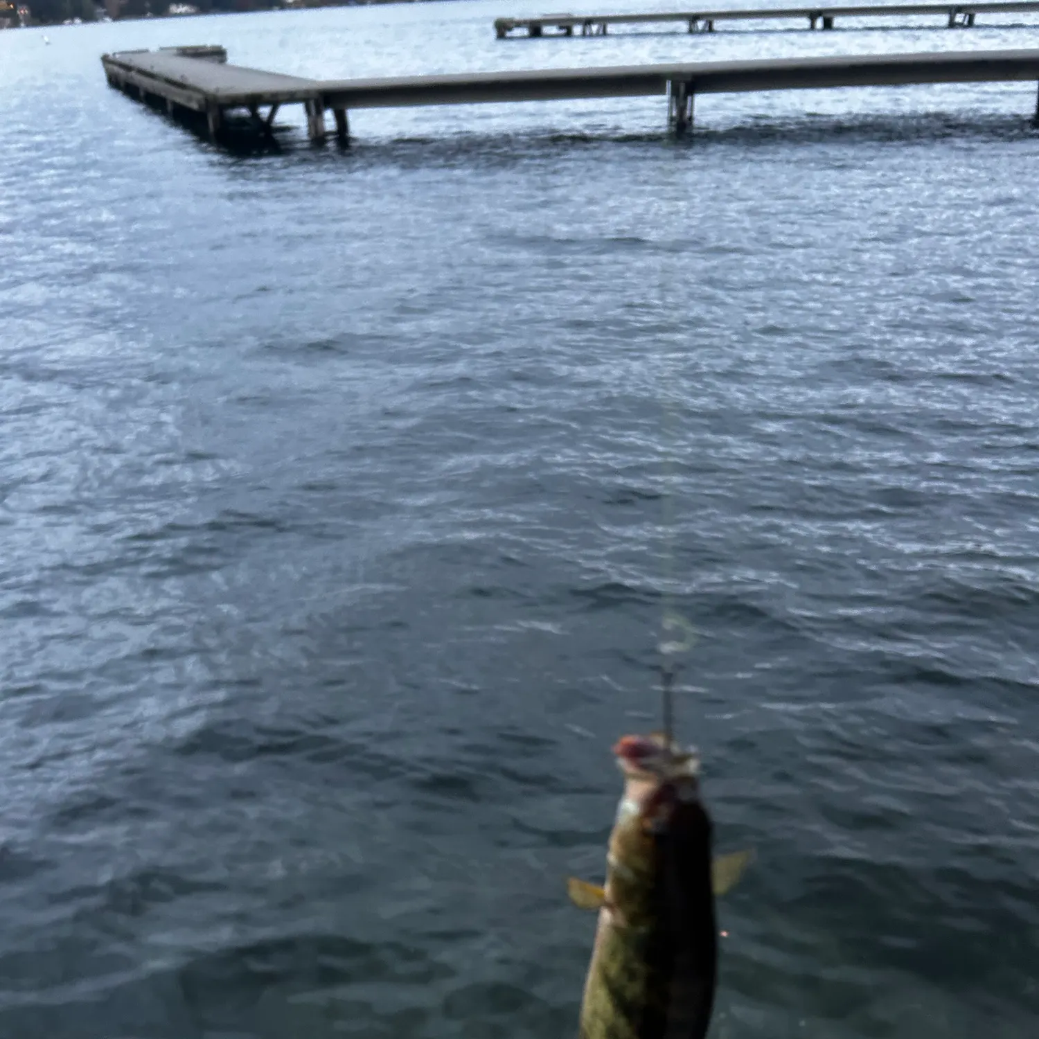 Yellow perch caught on Fishbrain