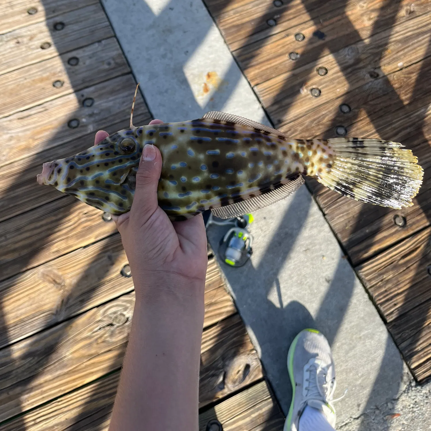 The most recent Scrawled filefish catches on Fishbrain