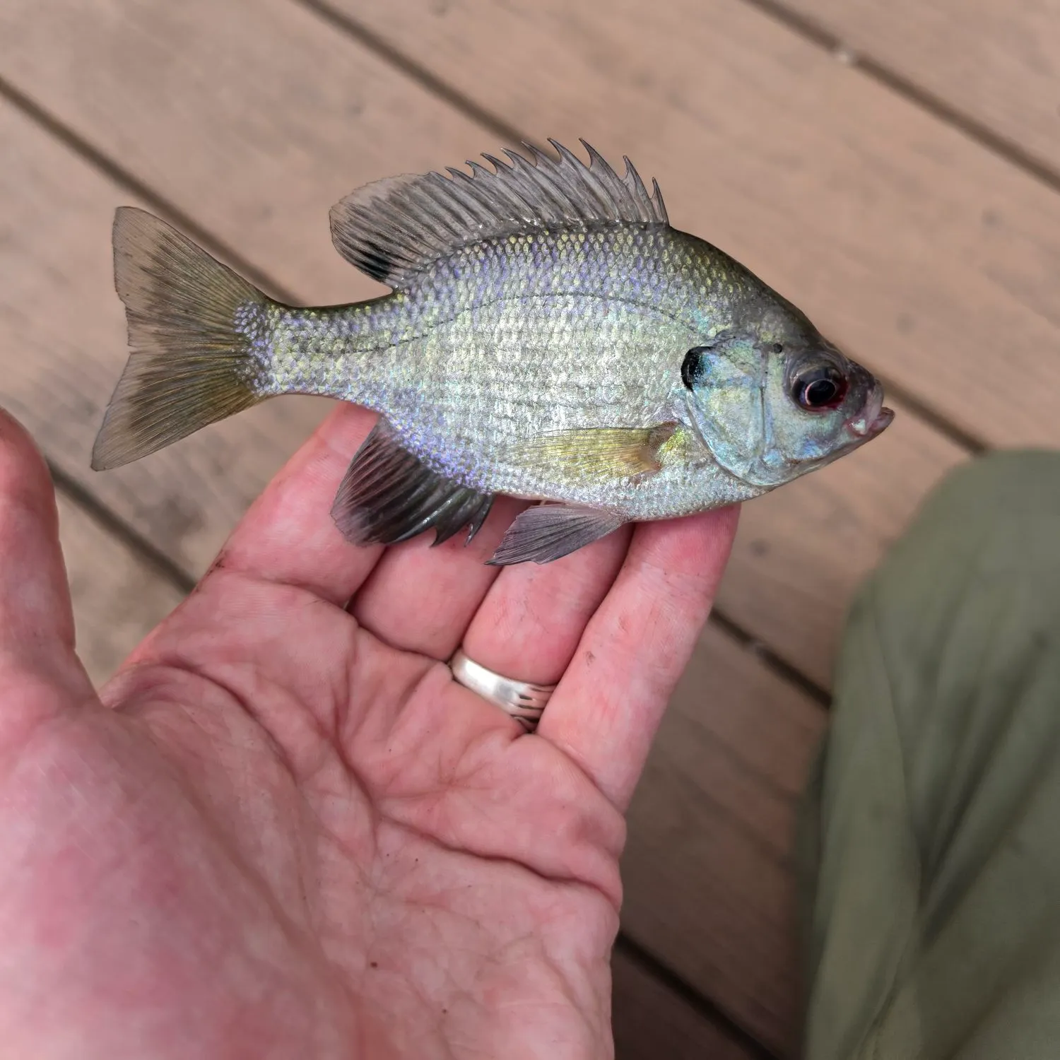 Bluegill caught on Fishbrain