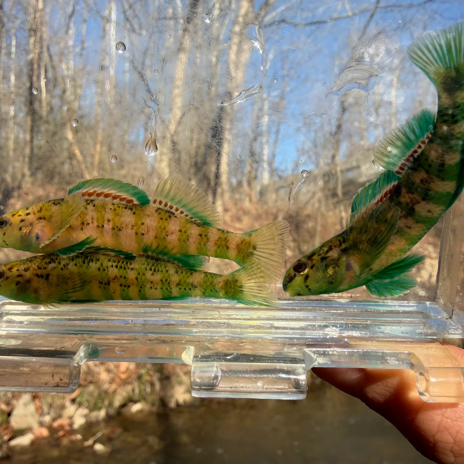 The most recent Banded darter catches on Fishbrain