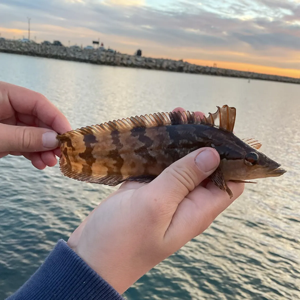 The most recent Striped kelpfish catches on Fishbrain