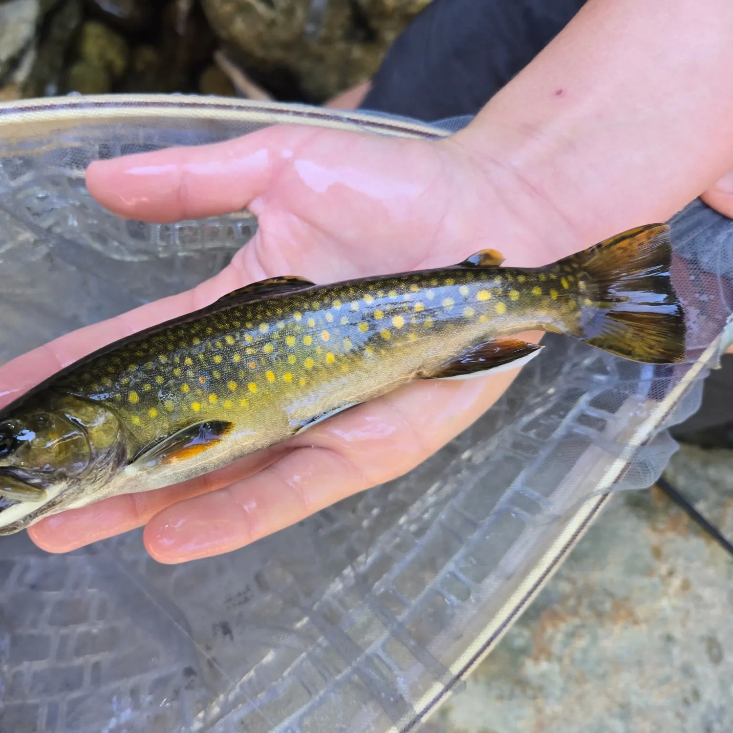 Brook trout caught on Fishbrain