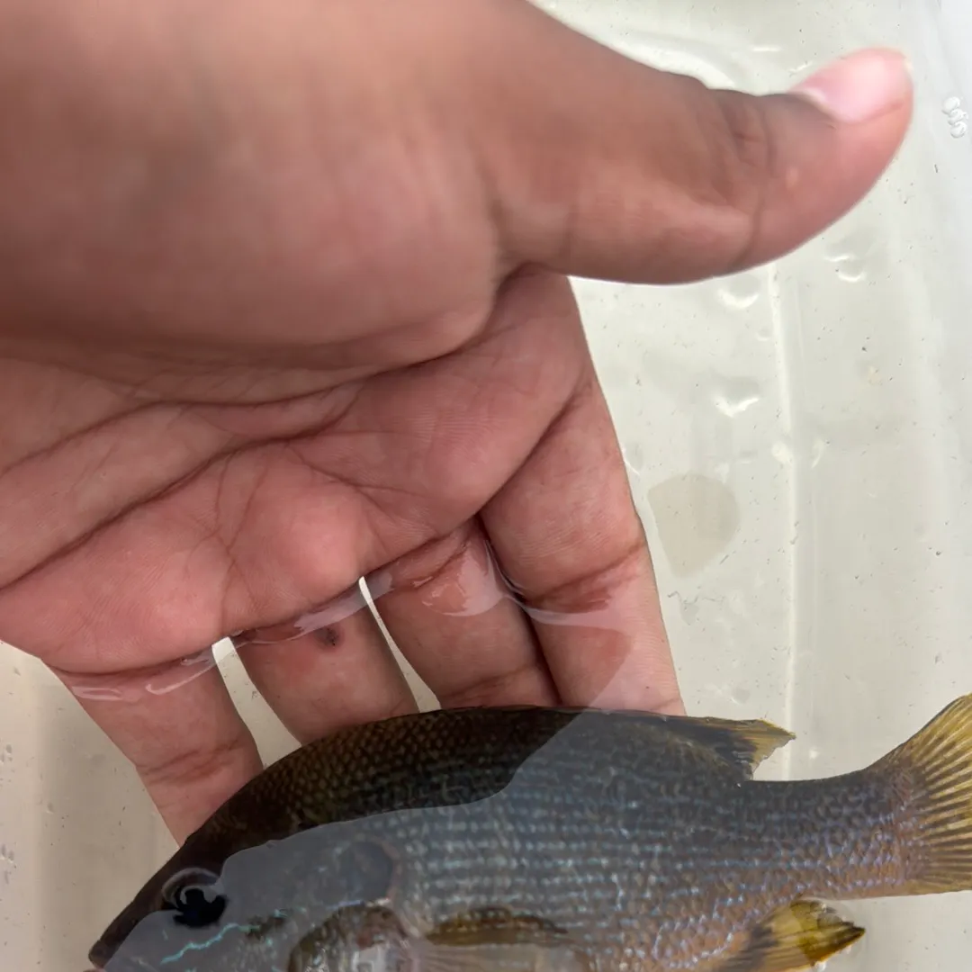 Green sunfish caught on Fishbrain