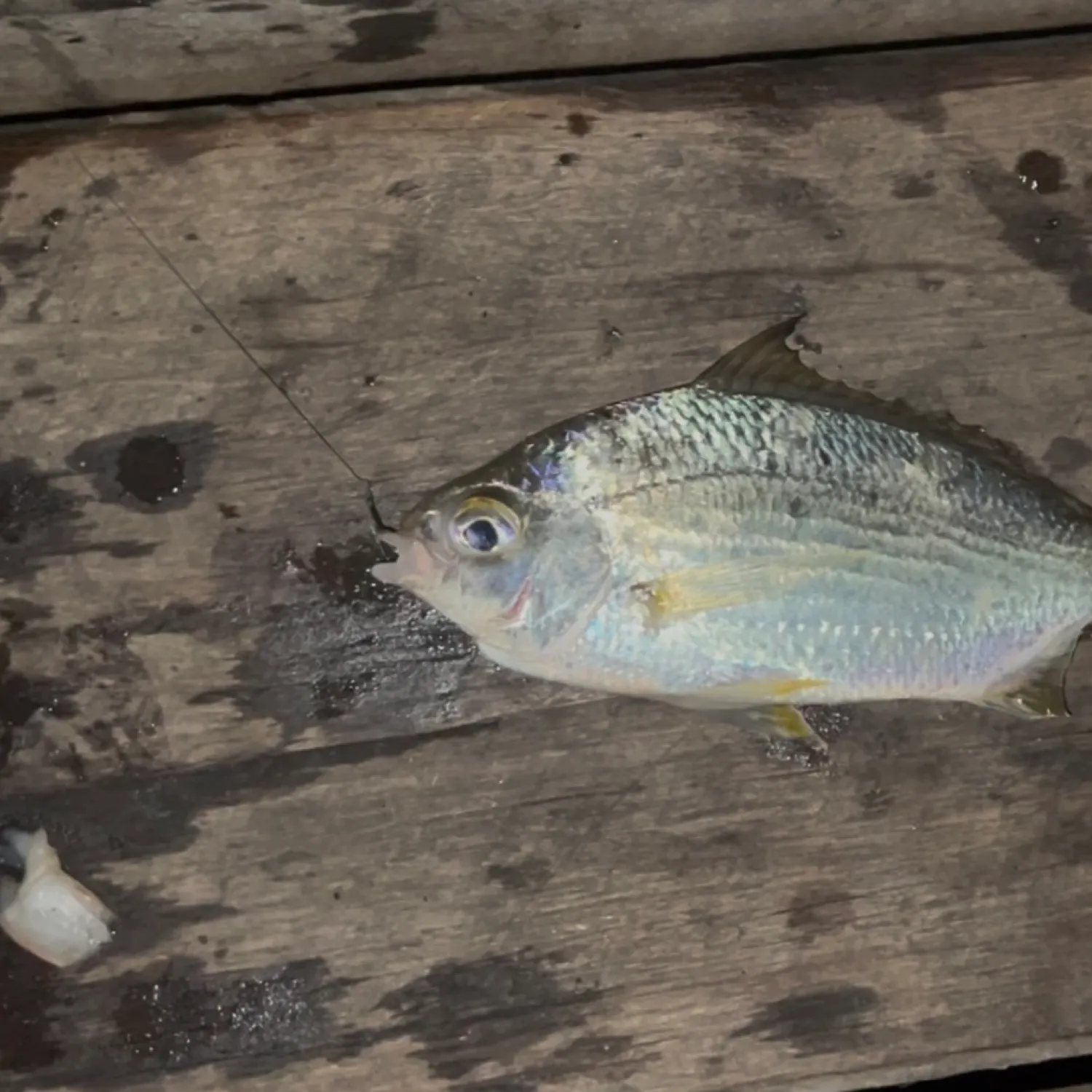 The most popular recent Common silver belly catch on Fishbrain