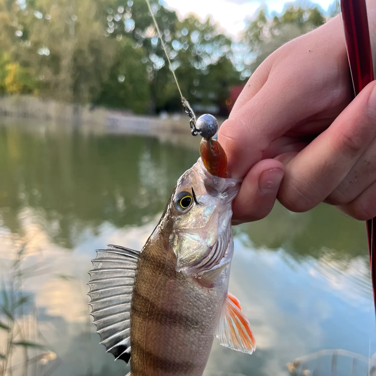 European perch caught on Fishbrain