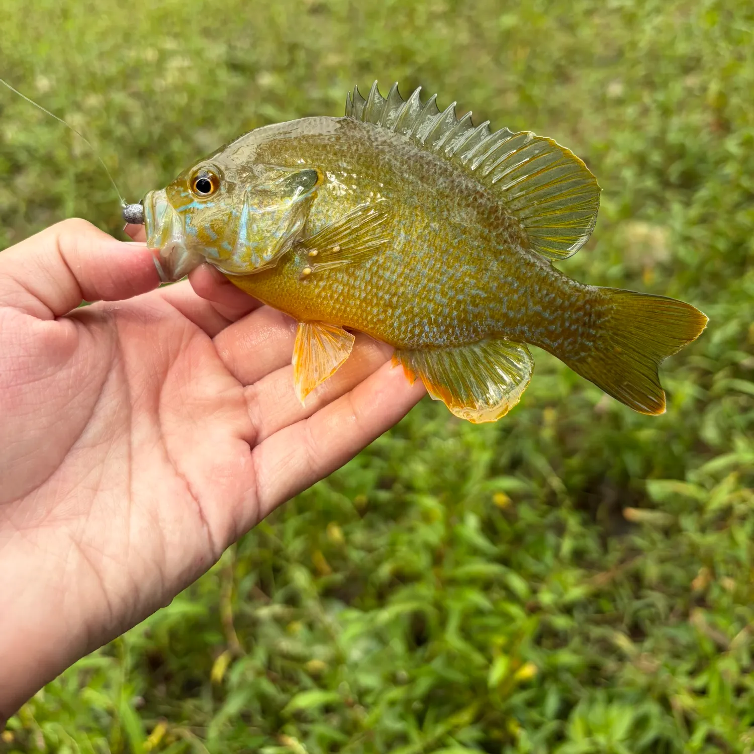 The most recent Redbreast × green sunfish catches on Fishbrain