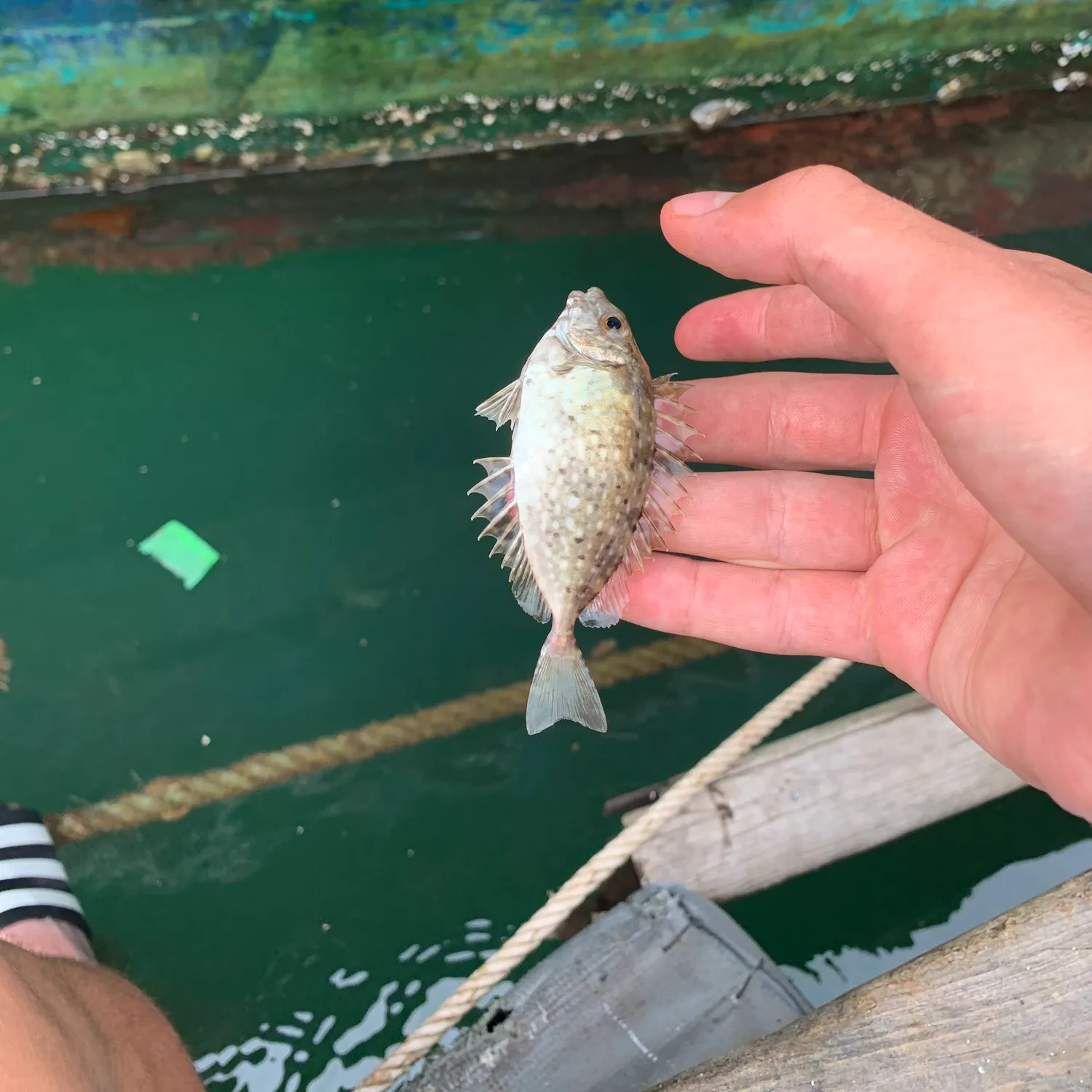 The most recent Mottled spinefoot catches on Fishbrain