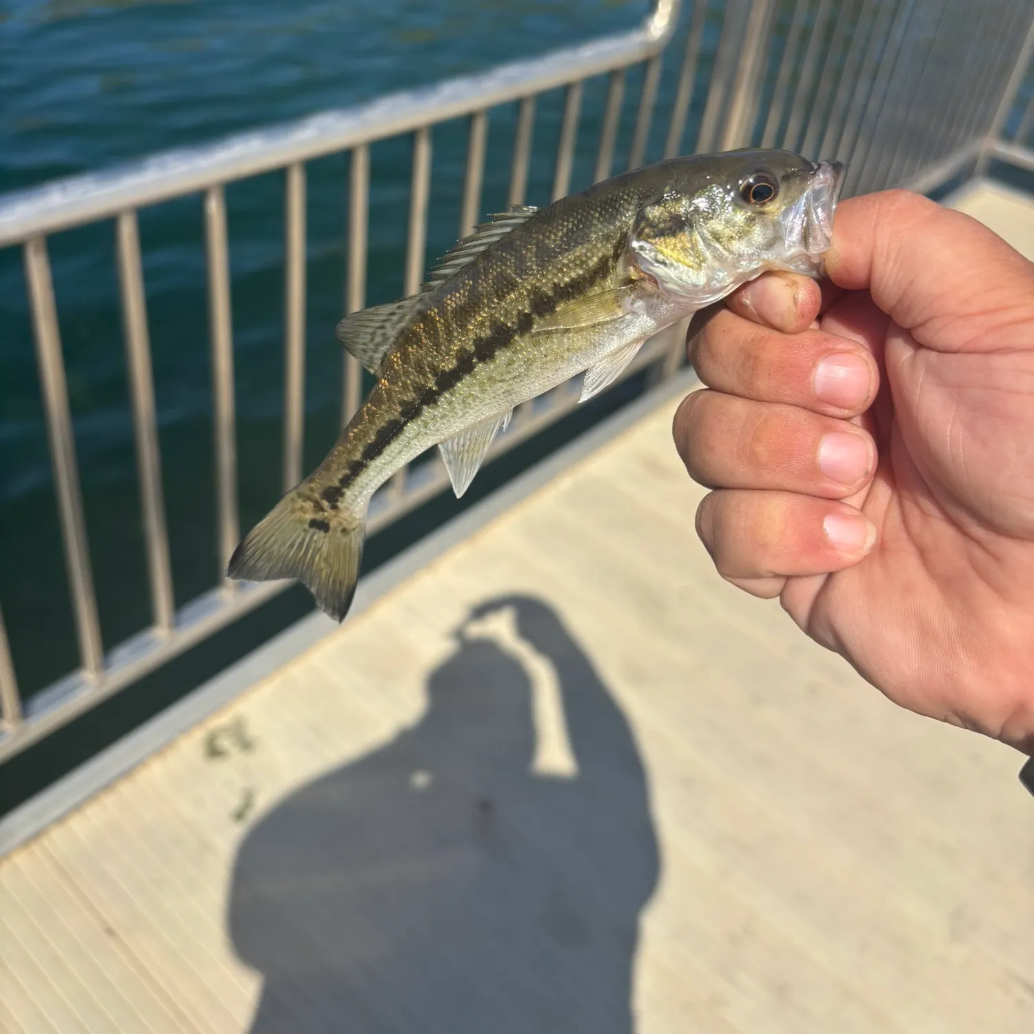 Spotted bass caught on Fishbrain