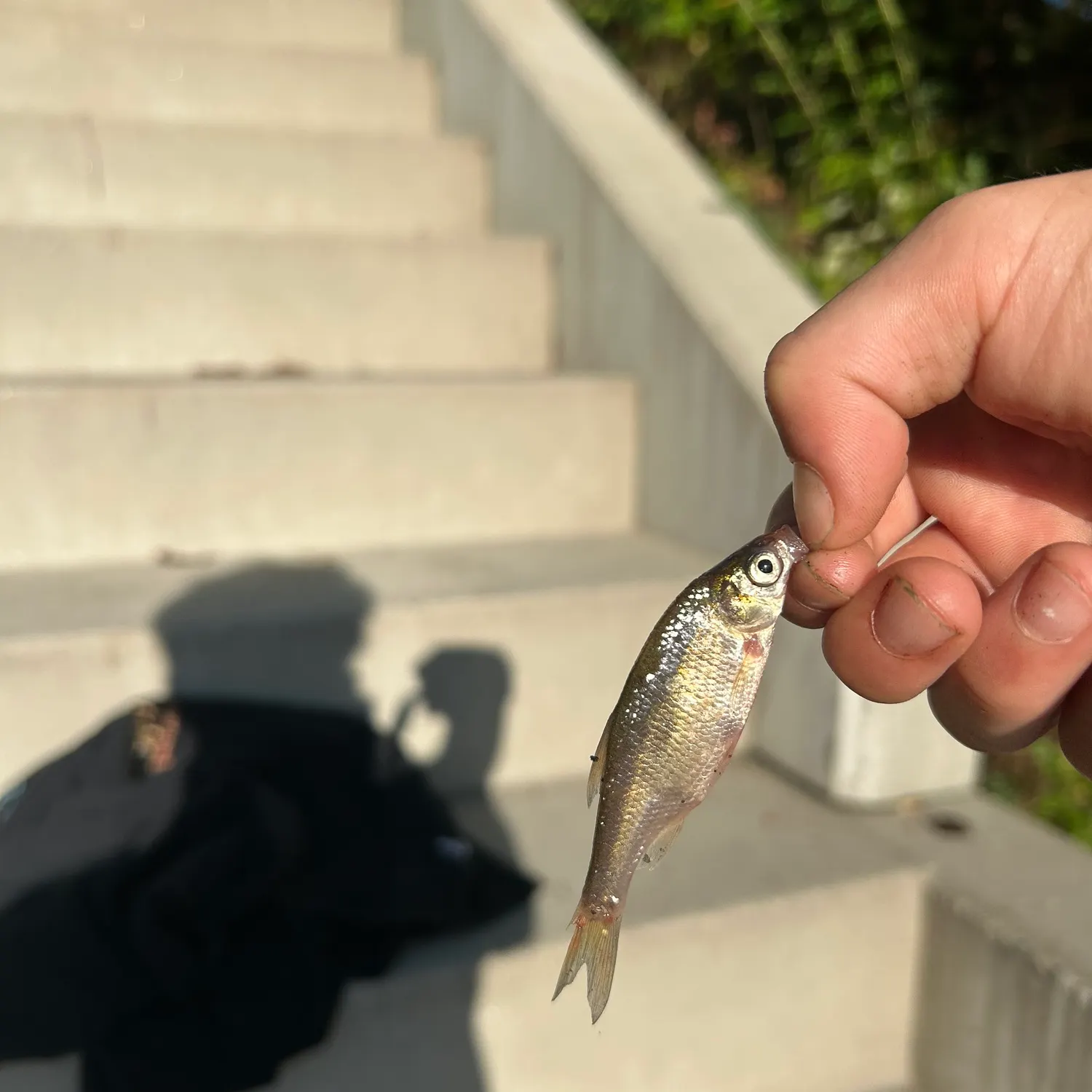 Common shiner caught on Fishbrain