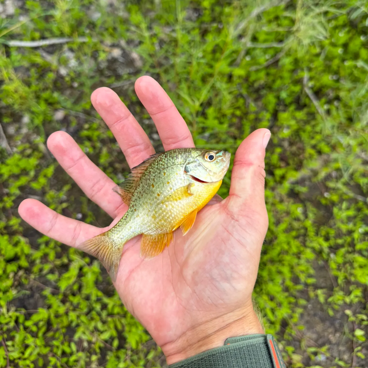 The most recent Orangespotted sunfish catches on Fishbrain