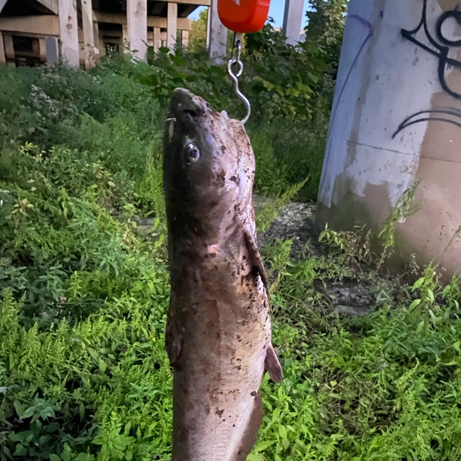 Channel catfish caught on Fishbrain