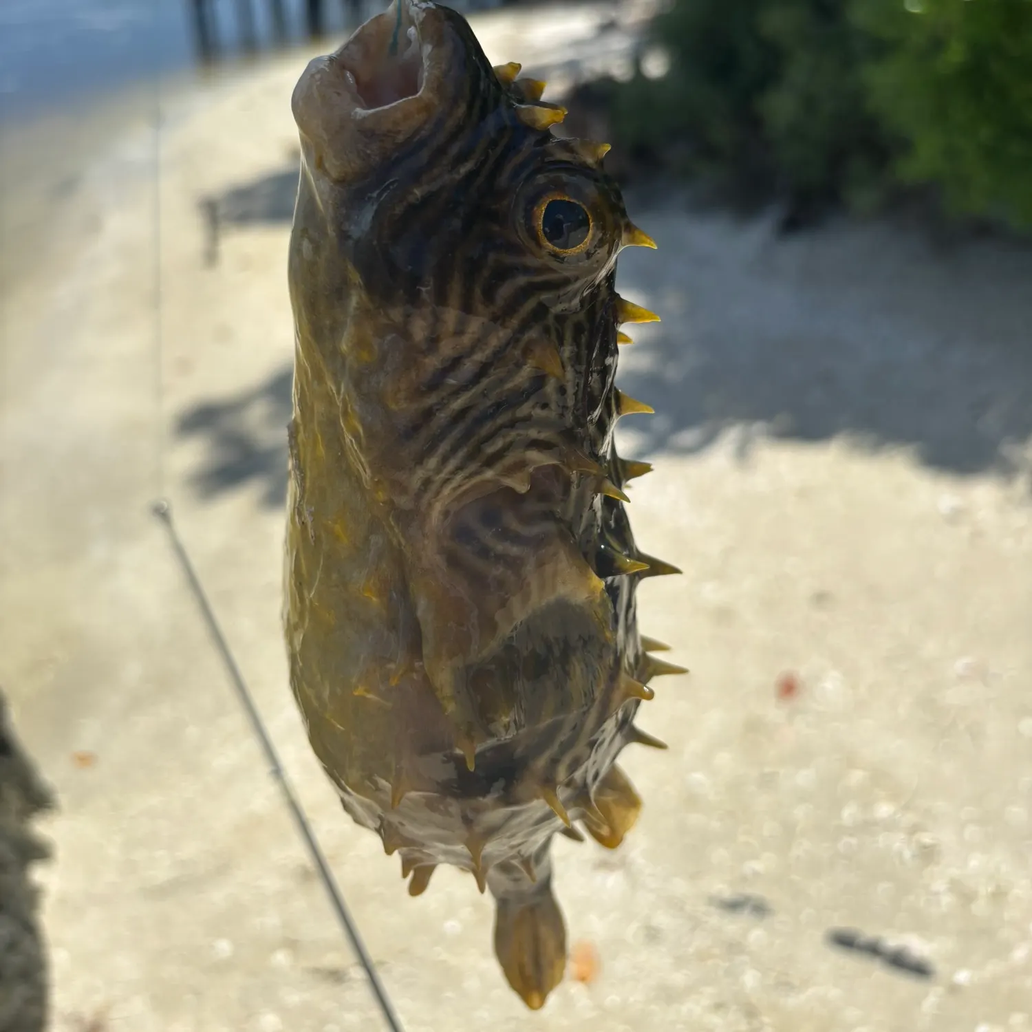 The most recent Striped burrfish catches on Fishbrain