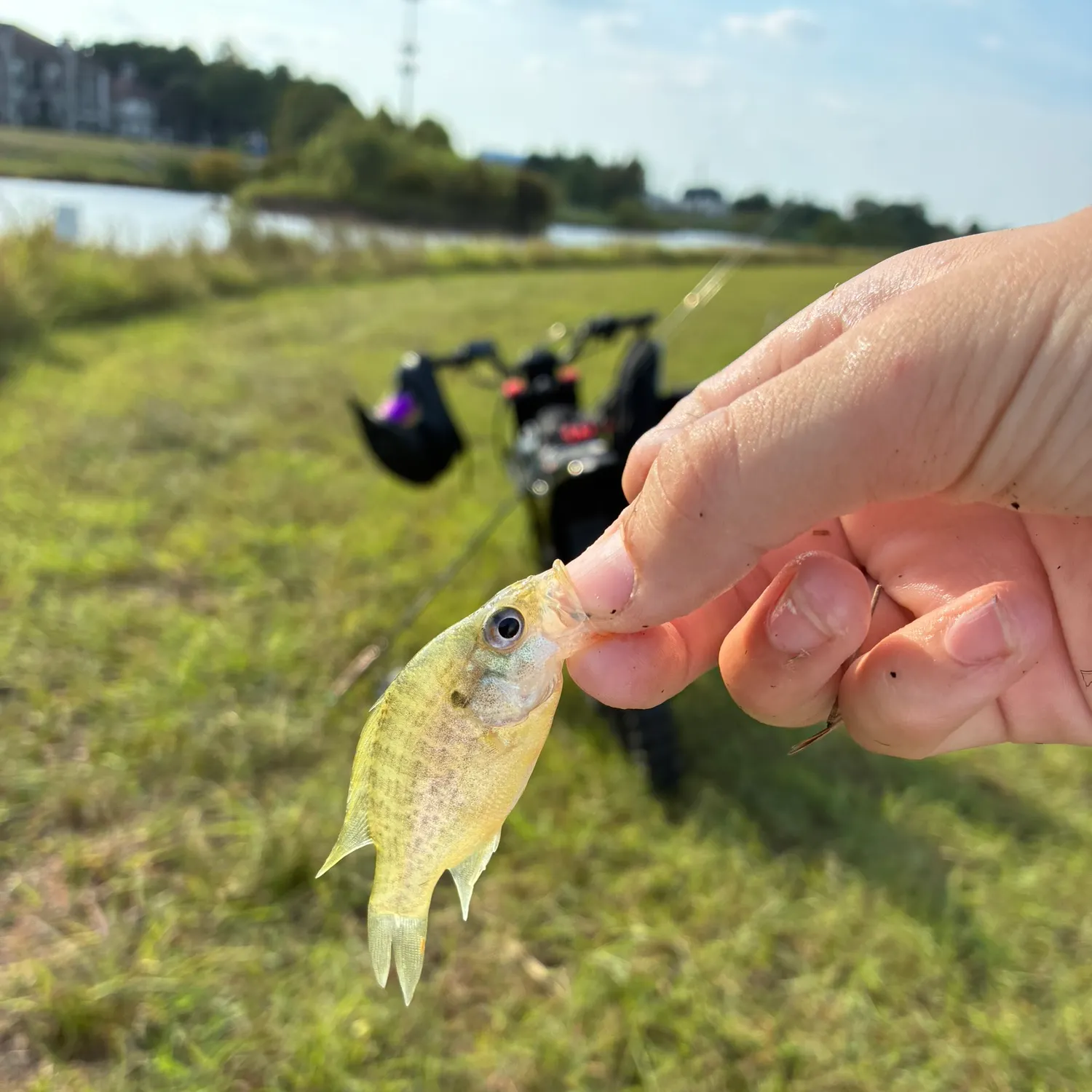 Bluegill caught on Fishbrain