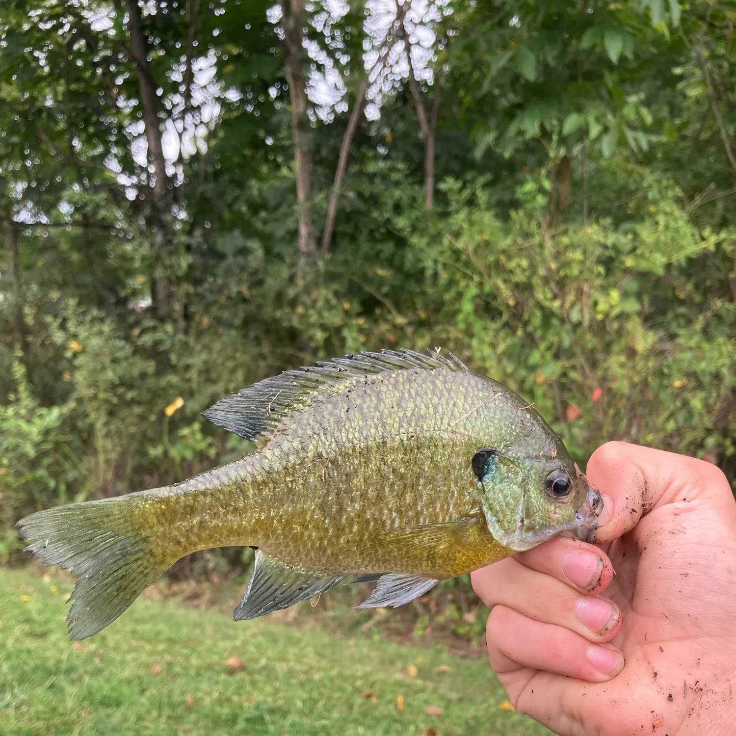 Bluegill caught on Fishbrain