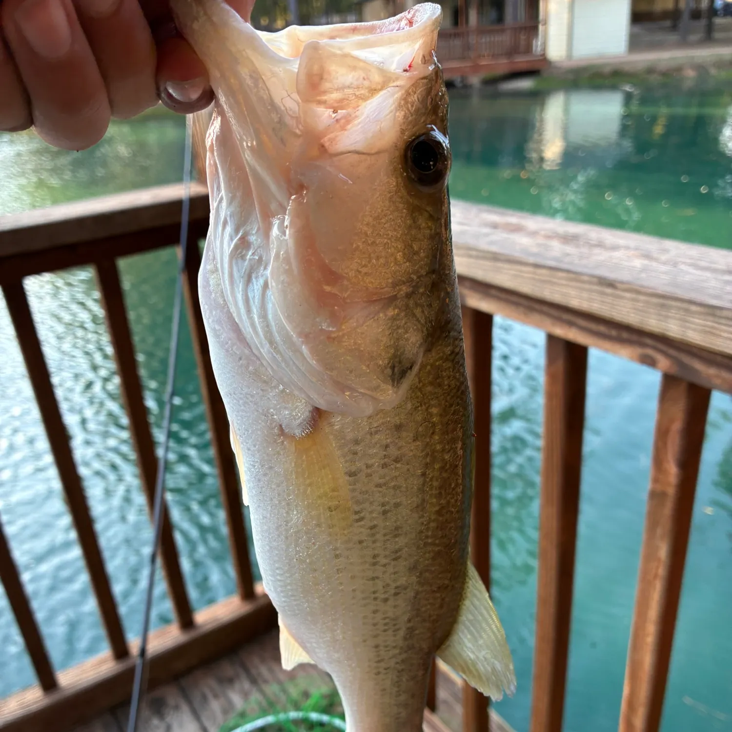 Fish caught on Fishbrain