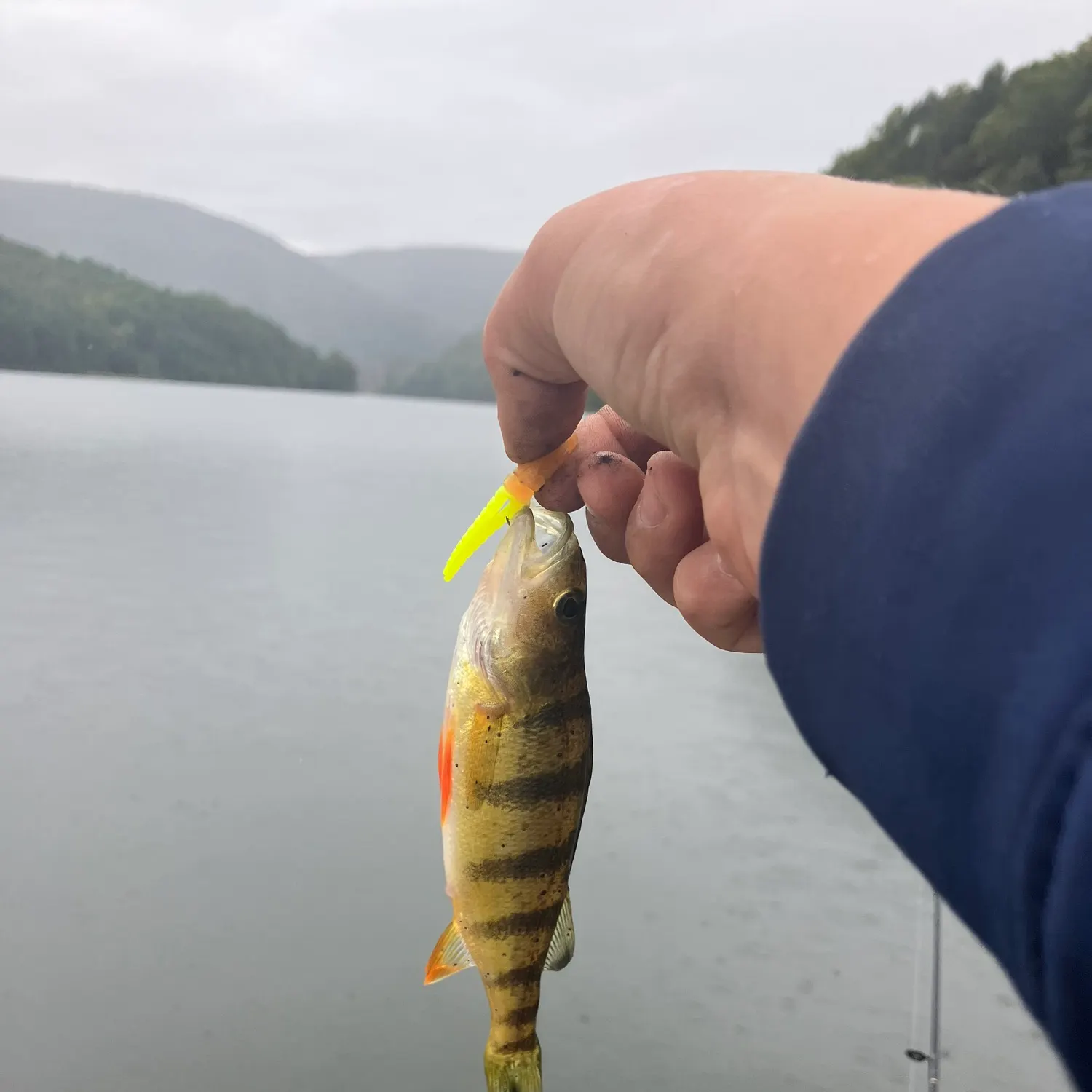 Yellow perch caught on Fishbrain