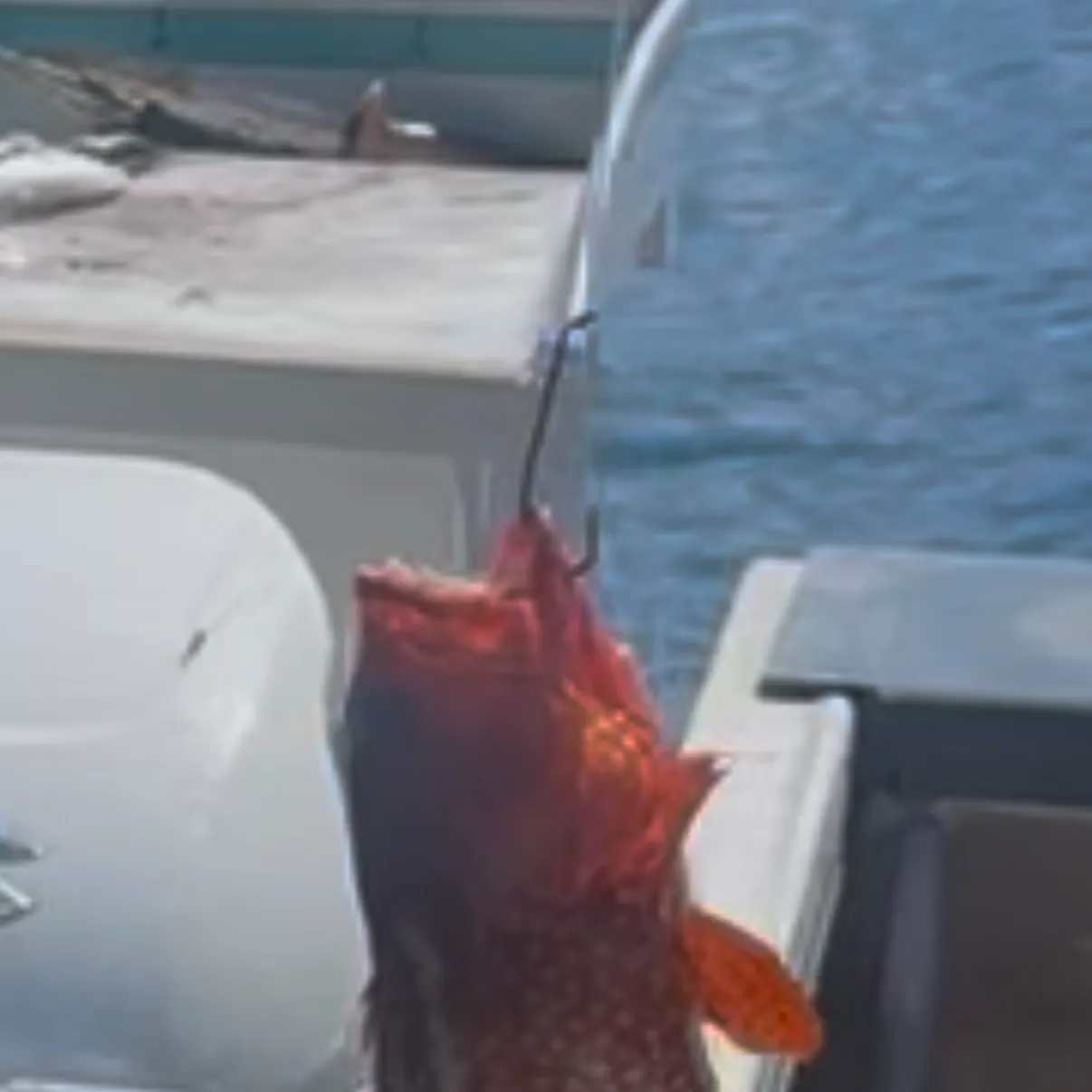 Coral hind caught on Fishbrain