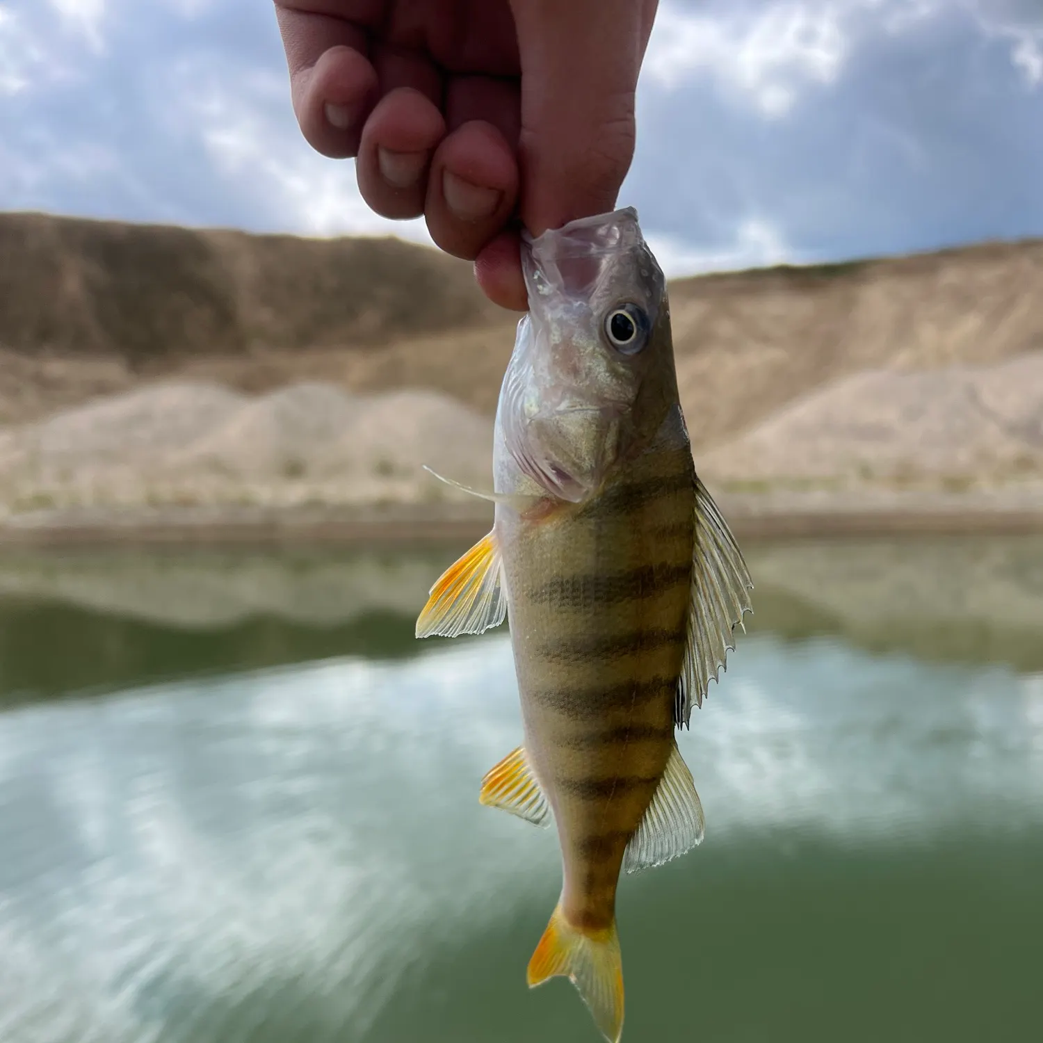 European perch caught on Fishbrain