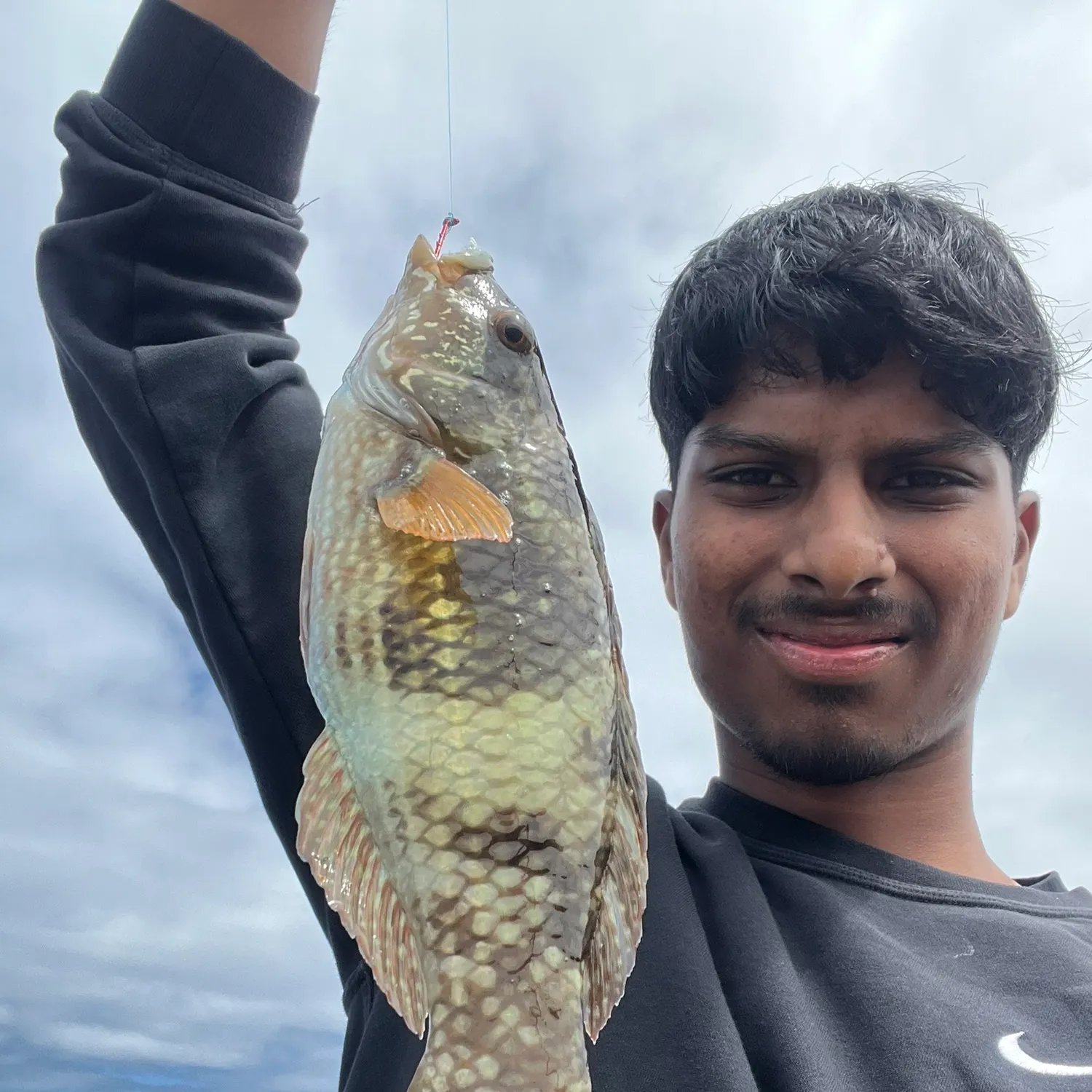 The most recent Blue-throated wrasse catches on Fishbrain