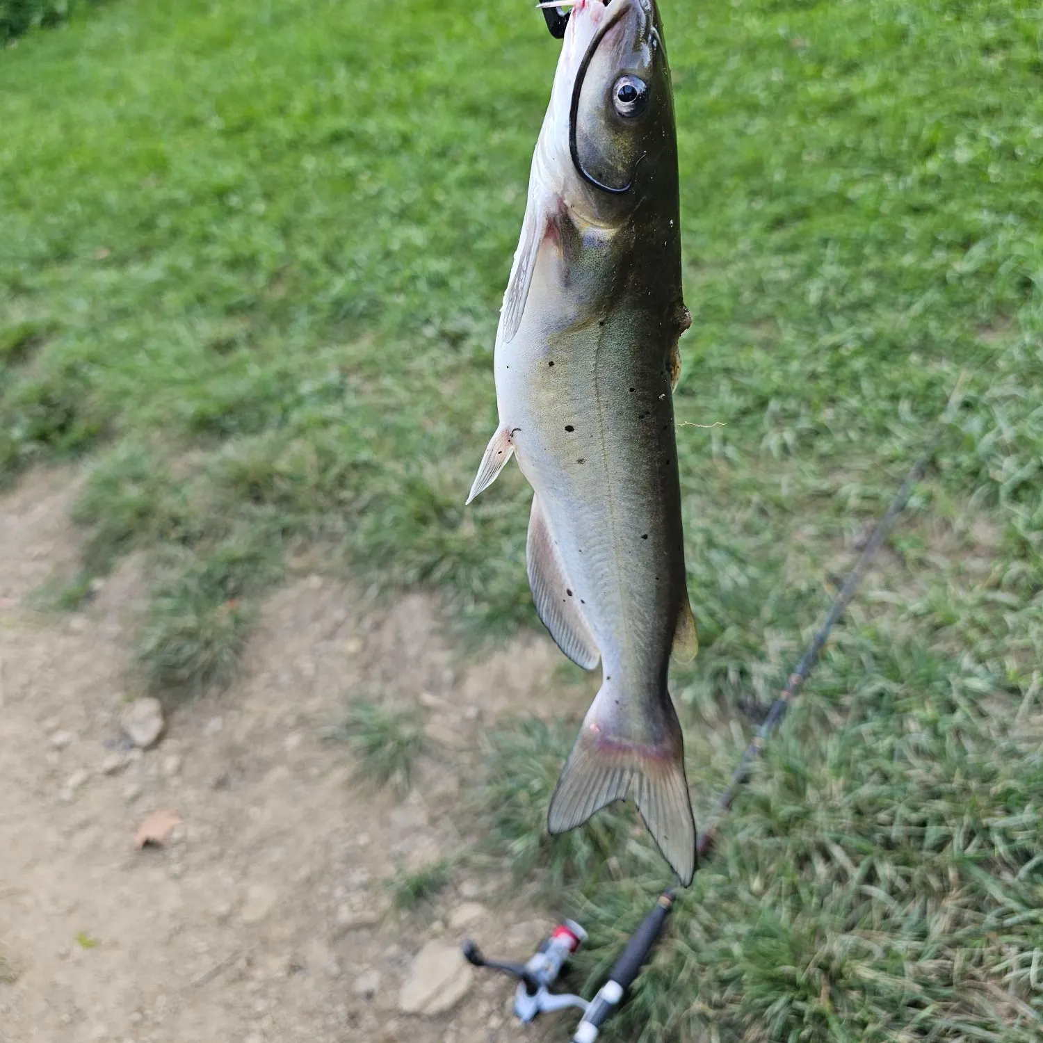 Channel catfish caught on Fishbrain