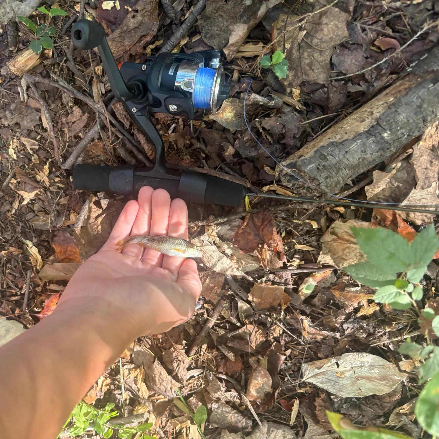 Fish caught on Fishbrain
