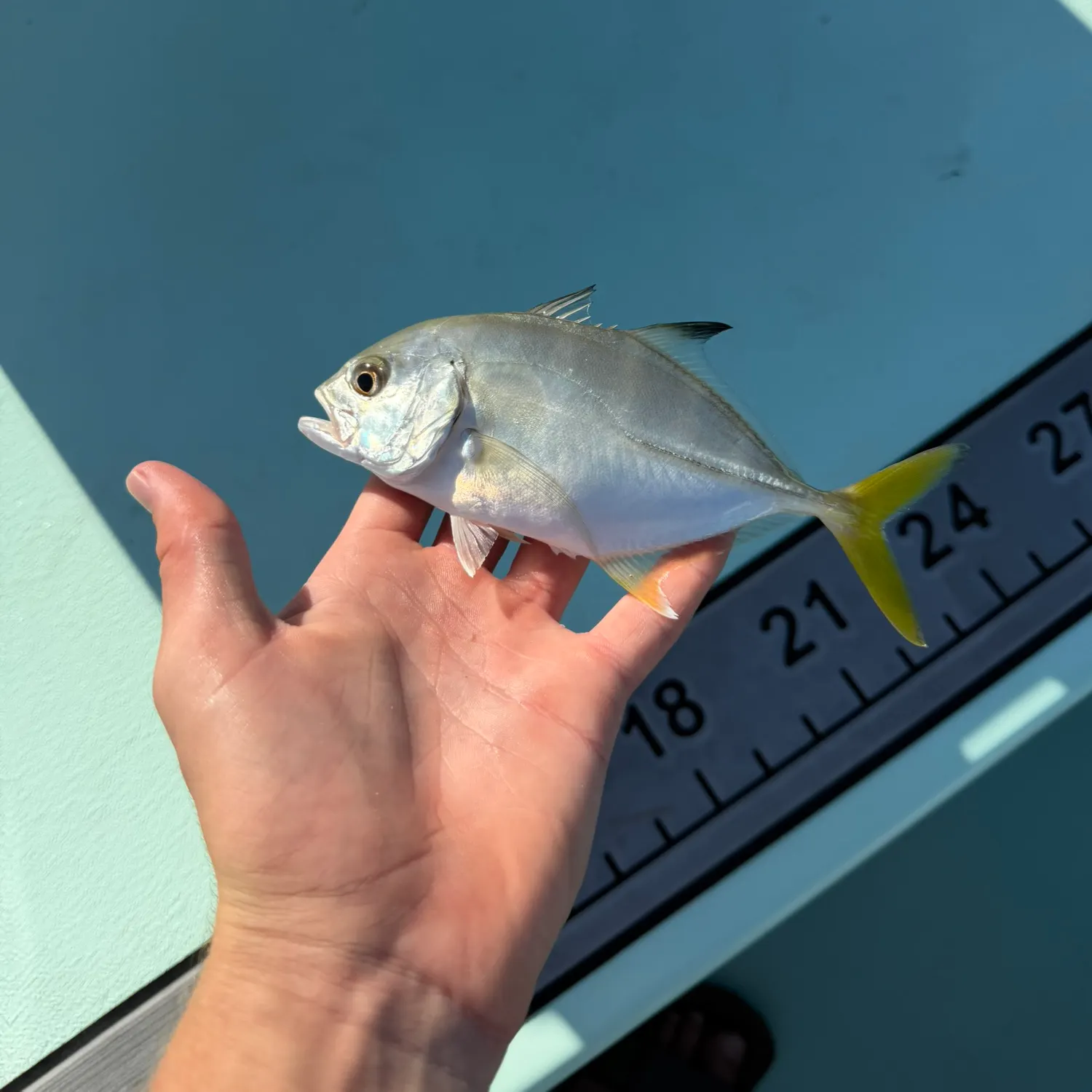Crevalle jack caught on Fishbrain