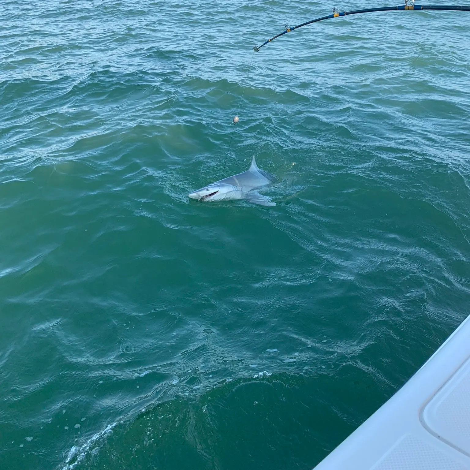 The most recent Dusky shark catches on Fishbrain