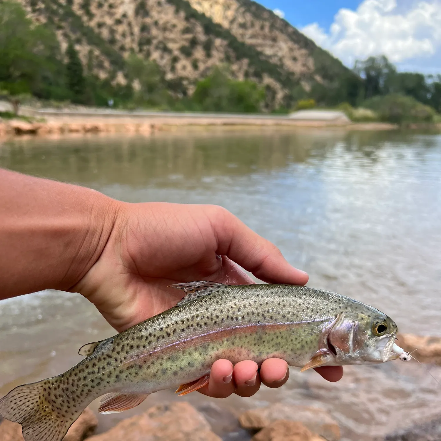 Rainbow trout caught on Fishbrain