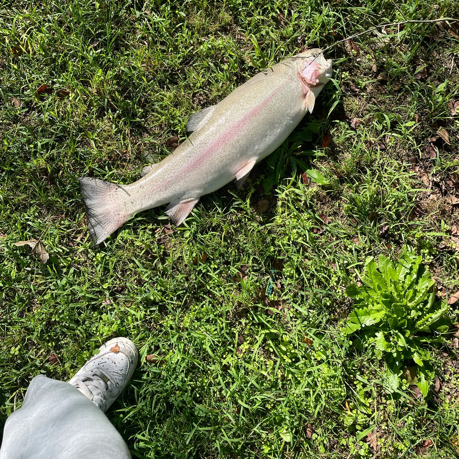 Rainbow trout caught on Fishbrain