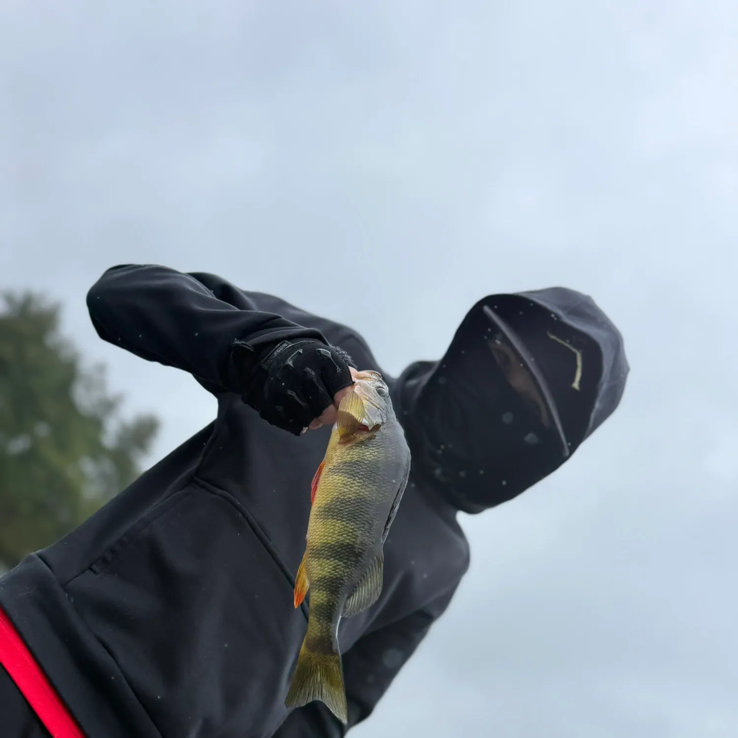 Yellow perch caught on Fishbrain
