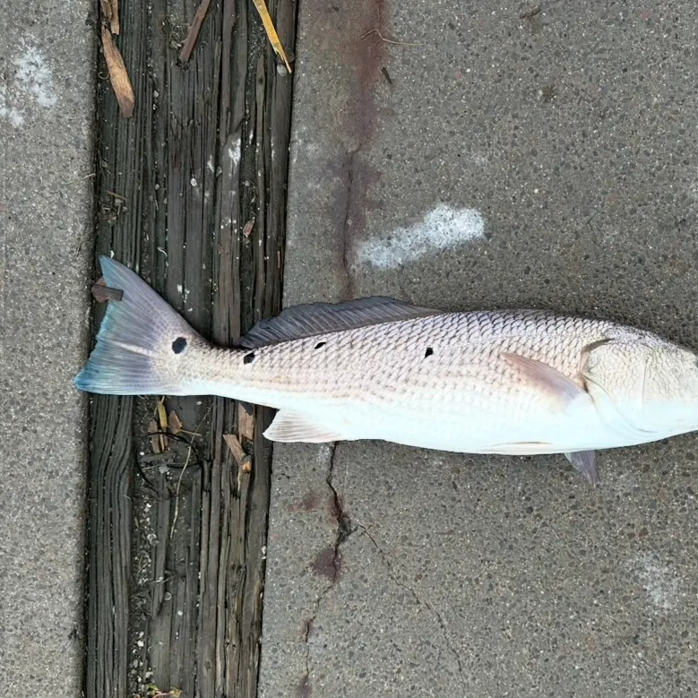 Red drum caught on Fishbrain