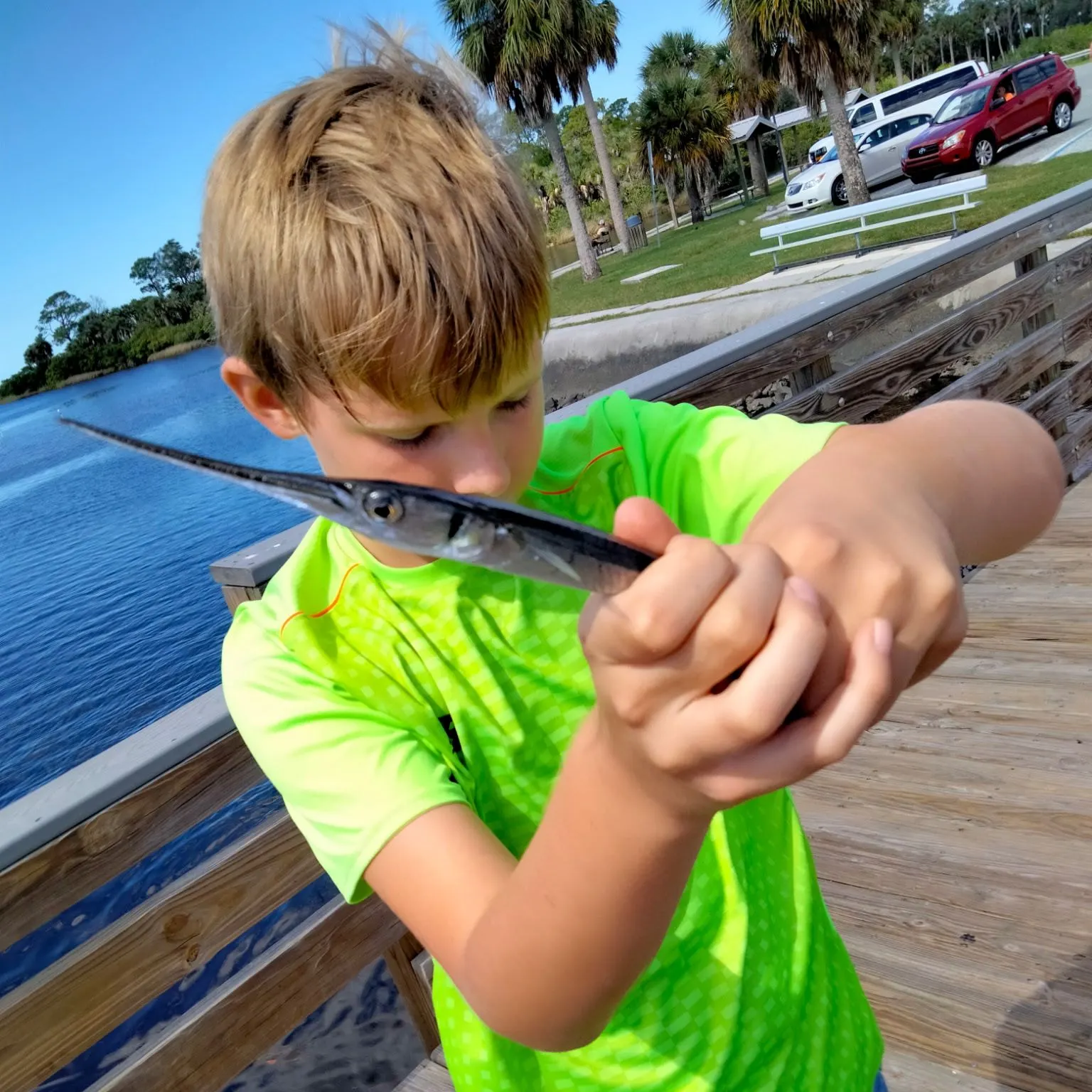 Hound needlefish caught on Fishbrain