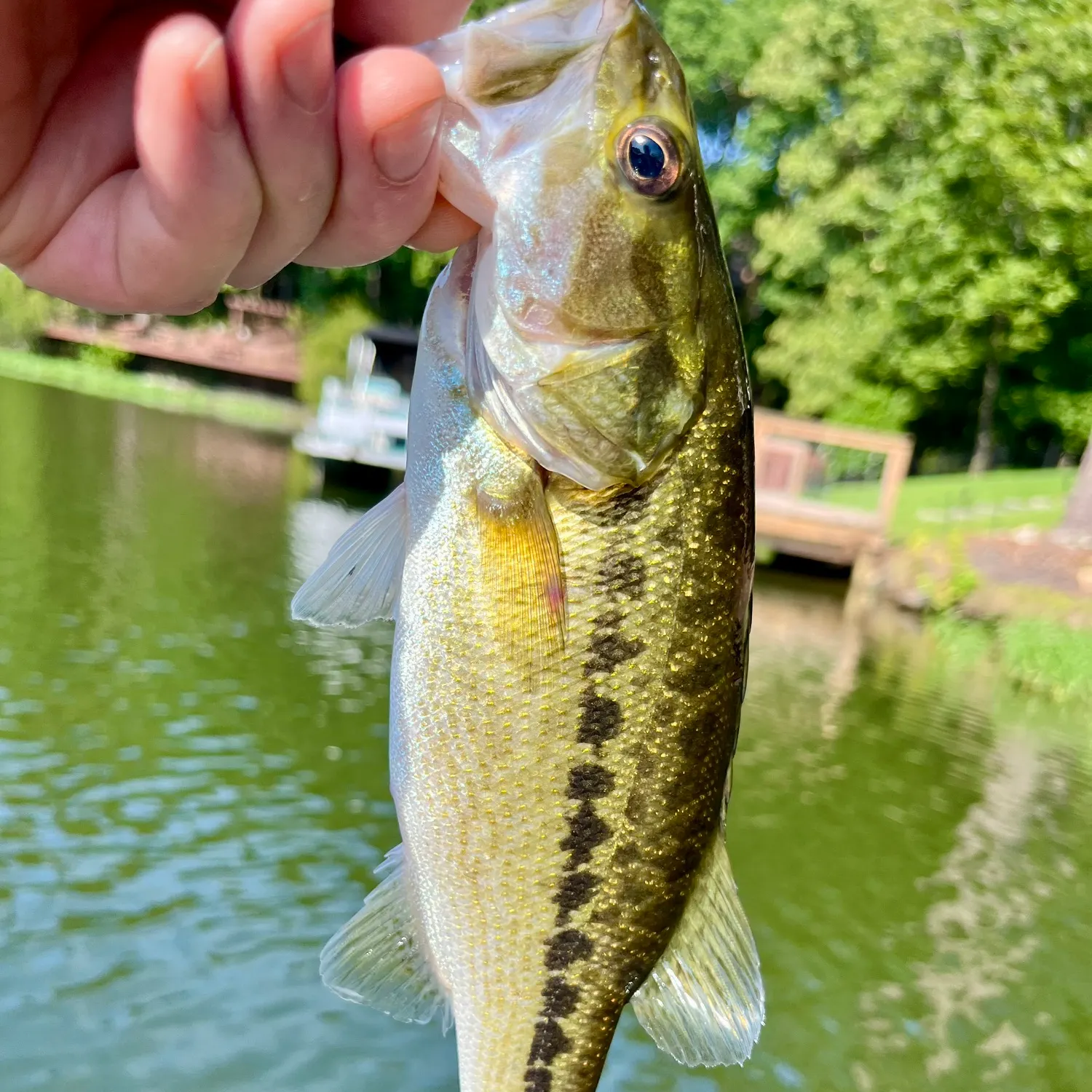 The most recent Spotted bass catches on Fishbrain