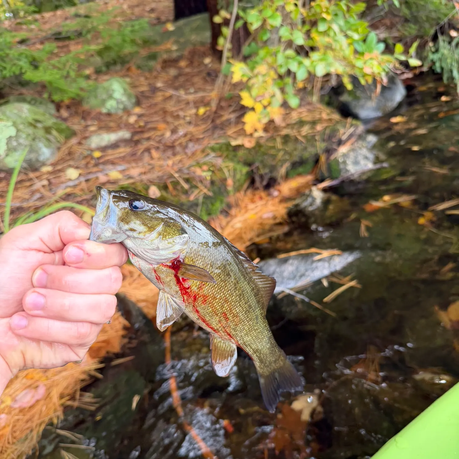 Smallmouth bass caught on Fishbrain