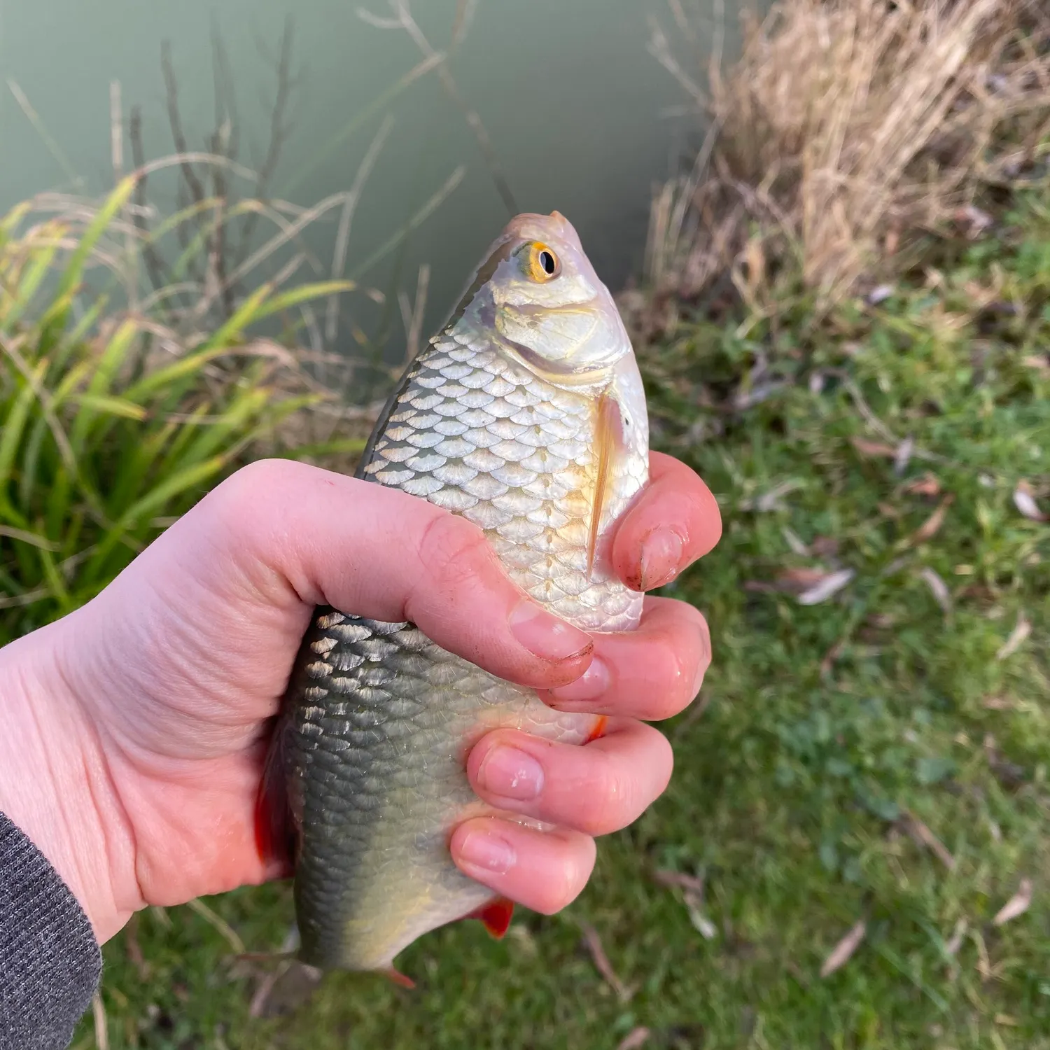 The most recent Common rudd catches on Fishbrain