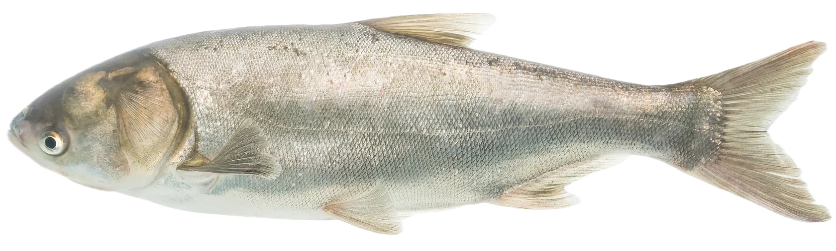 Silver carp