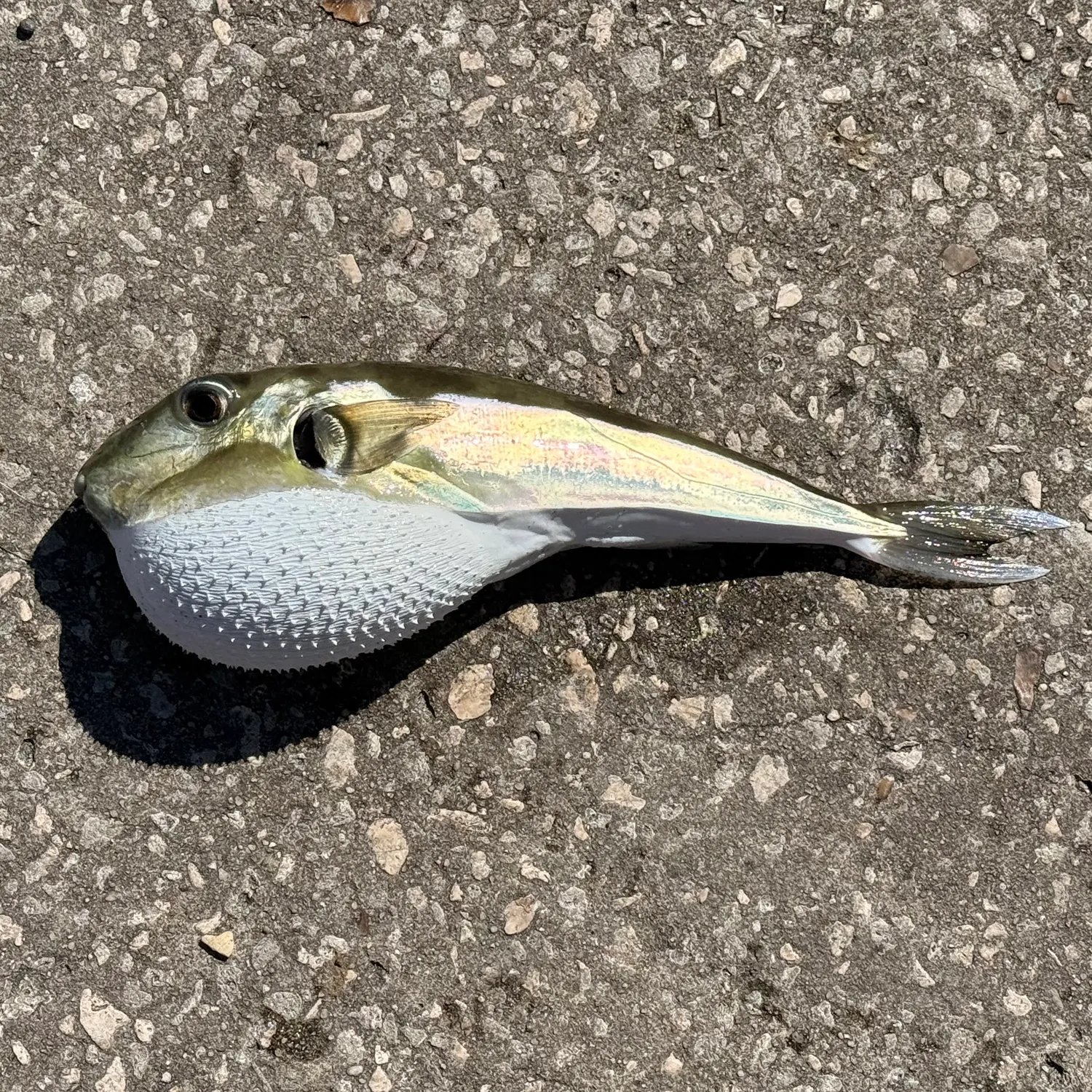 The most recent Smooth puffer catches on Fishbrain