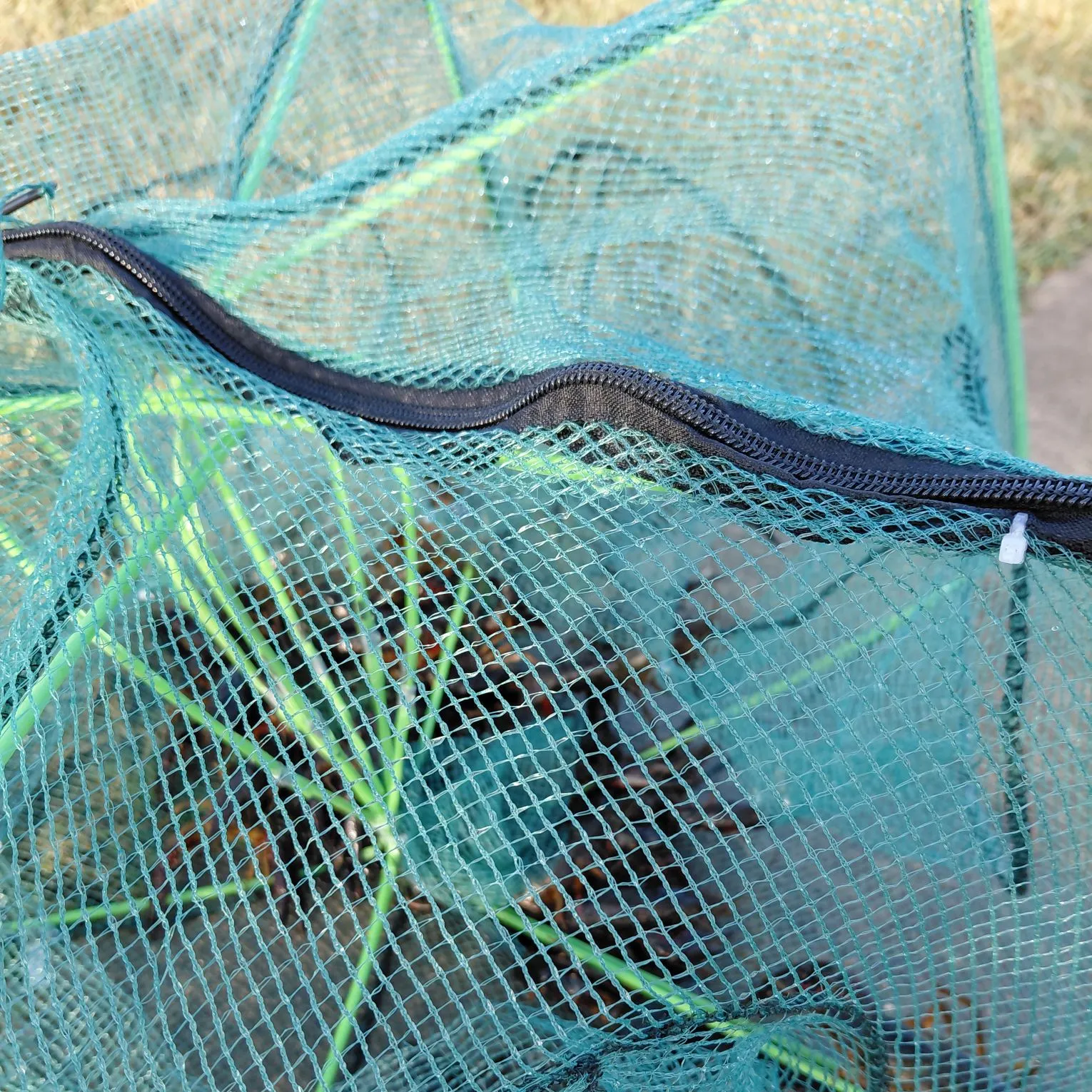 The most recent Red swamp crayfish catches on Fishbrain