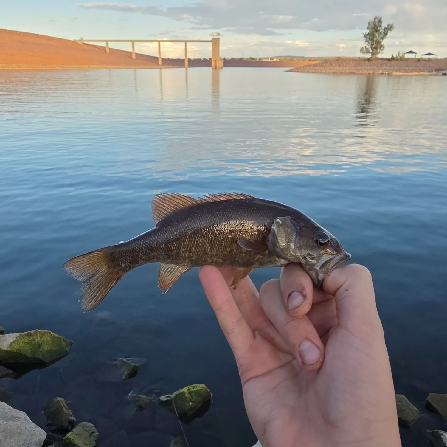 Smallmouth bass caught on Fishbrain